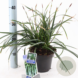 Carex morrowii 'Irish Green' 20-25 cm 2,0L
