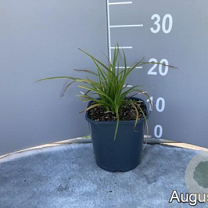 Carex morrowii 'Variegata' GM 2,0L