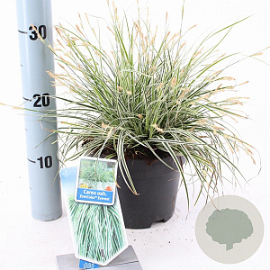 Carex oshim. Everest 20-25 cm 2,0L