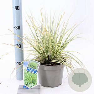 Carex oshim. 'Evergold' 20-25 cm 2,0L