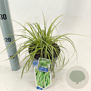 Carex oshim. 'Eversheen' 20-25 cm 2,0L