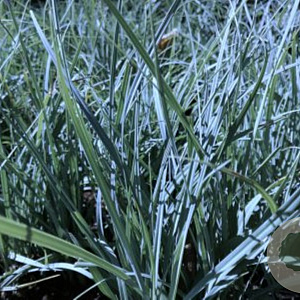 Carex panicea 'Pamira' GM P9