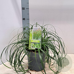 Carex Ribbon Falls 25-30 cm 3,0L