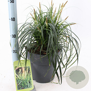 Carex Ribbon Falls 30-40 cm 6,5L