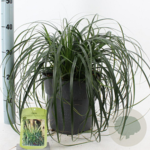 Carex Ribbon Falls 30-40 cm 6,5L