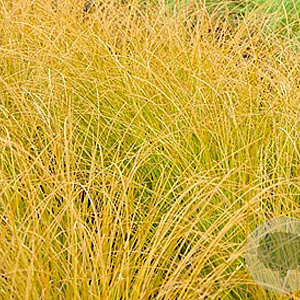 Carex testacea GM P9