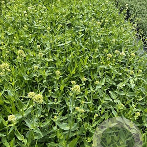 Centranthus ruber 'Albus' GM 2,0L