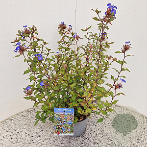 Ceratostigma willm. Forest Blue 35-40 cm 2,5L