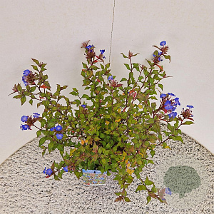 Ceratostigma willm. Forest Blue 35-40 cm 2,5L