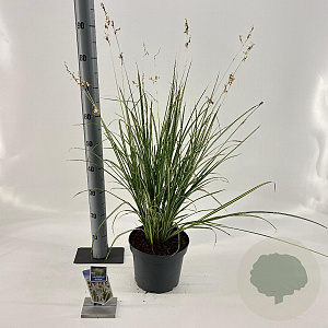 Chlorophytum saunders. 'Starlight' 40-45 cm 5,0L