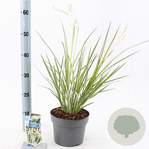 Chlorophytum saunders. 'Starlight' 40-45 cm 5,0L