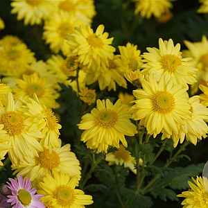 Chrysanthemum (I) 'Goldmarie' GM P9