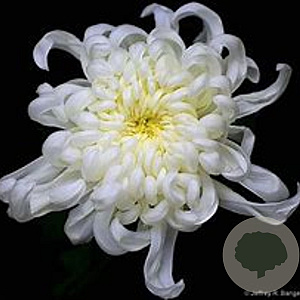 Chrysanthemum (I) 'Havelschwan' GM P9