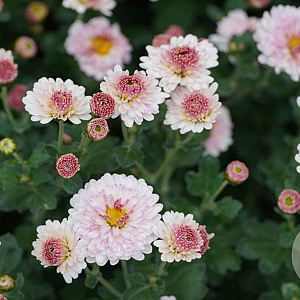 Chrysanthemum (I) 'Julia' GM P9