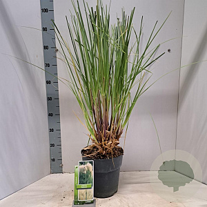 Cortaderia selloana 50-60 cm 6,5L