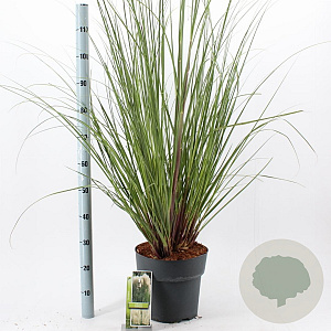 Cortaderia selloana 60-80 cm 12L