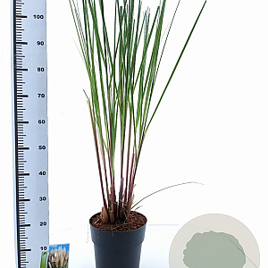 Cortaderia s. 'Citaro' 50-60 cm 6,5L