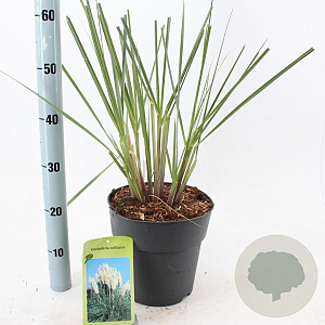 Cortaderia s. 'Evita' 50-60 cm 6,5L
