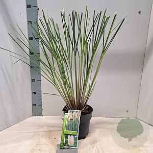 Cortaderia s. 'Evita' 60-80 cm 3,0L