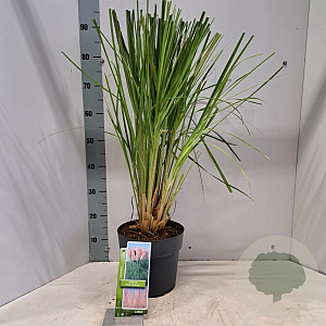 Cortaderia s. 'Pink Feather' 50-60 cm 6,5L