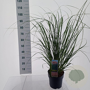 Cortaderia s. 'Pink Feather' 50-60 cm 6,5L