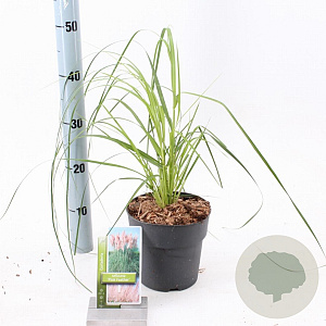 Cortaderia s. 'Pink Feather' 60-80 cm 2,0L