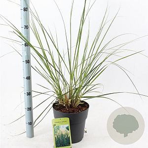 Cortaderia s. 'Pumila' 50-60 cm 6,5L