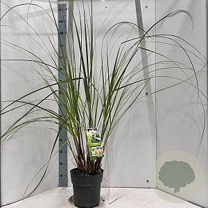 Cortaderia s. 'Pumila' 50-60 cm 6,5L