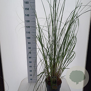 Cortaderia s. 'Pumila' 60-80 cm 12L