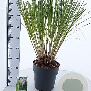 Cortaderia s. 'Pumila' 60-80 cm 12L