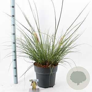 Cortaderia s. Tiny Pampa 50-60 cm 12L
