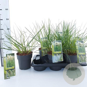 Cortaderia s. Tiny Pampa 60 cm 2,0L