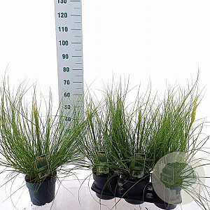 Cortaderia s. Tiny Pampa 60 cm 3,0L