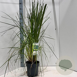 Cortaderia s. 'White Feather' 50-60 cm 5,0L