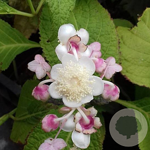 Deinanthe bifida 'Pink Kii' GM P9