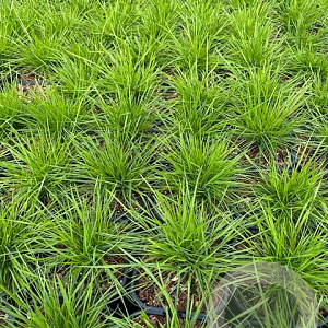 Deschampsia cespitosa GM 2,0L