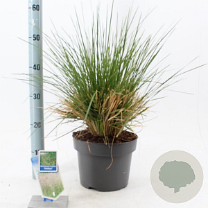 Deschampsia cesp. 'Goldtau' 40-60 cm 6,5L
