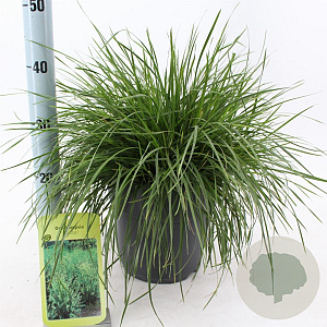 Deschampsia cesp. 'Goldtau' 40-60 cm 6,5L