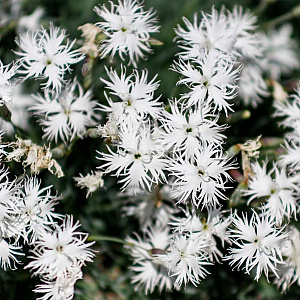 Dianthus arenarius 'Little Maiden' GM P9