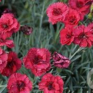 Dianthus (PL) 'Munot' GM P9