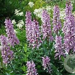 Dictamnus albus GM  P11