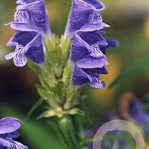 Dracocephalum ruyschiana GM P9