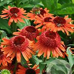 Echinacea Carrot Cake GM P9