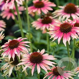 Echinacea 'Fount. Orange Bicolour' GM P9