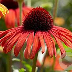 Echinacea 'Postman' GM P9