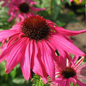 Echinacea 'Purple Emperor' GM P9