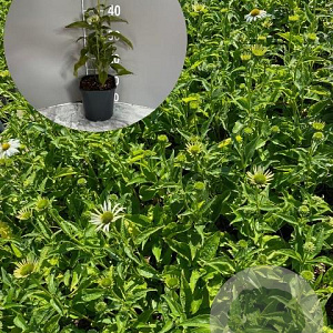 Echinacea p. 'Alba' GM 2,0L