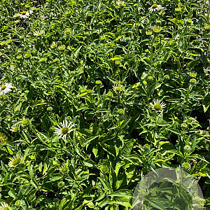 Echinacea p. 'Alba' GM 2,0L