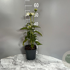 Echinacea p. 'Alba' GM 2,0L