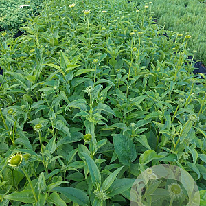 Echinacea p. 'Alba' GM 2,0L